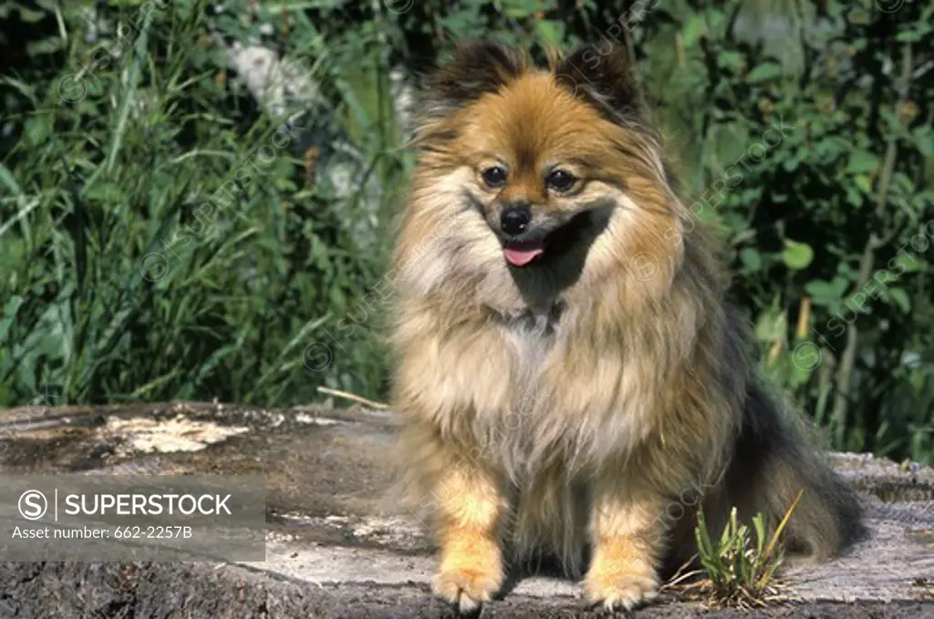 Close-up of a Pomeranian dog sitting on a rock