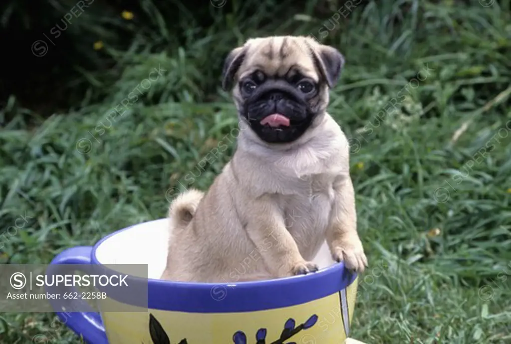 Pug puppy inside of a tea cup in a lawn