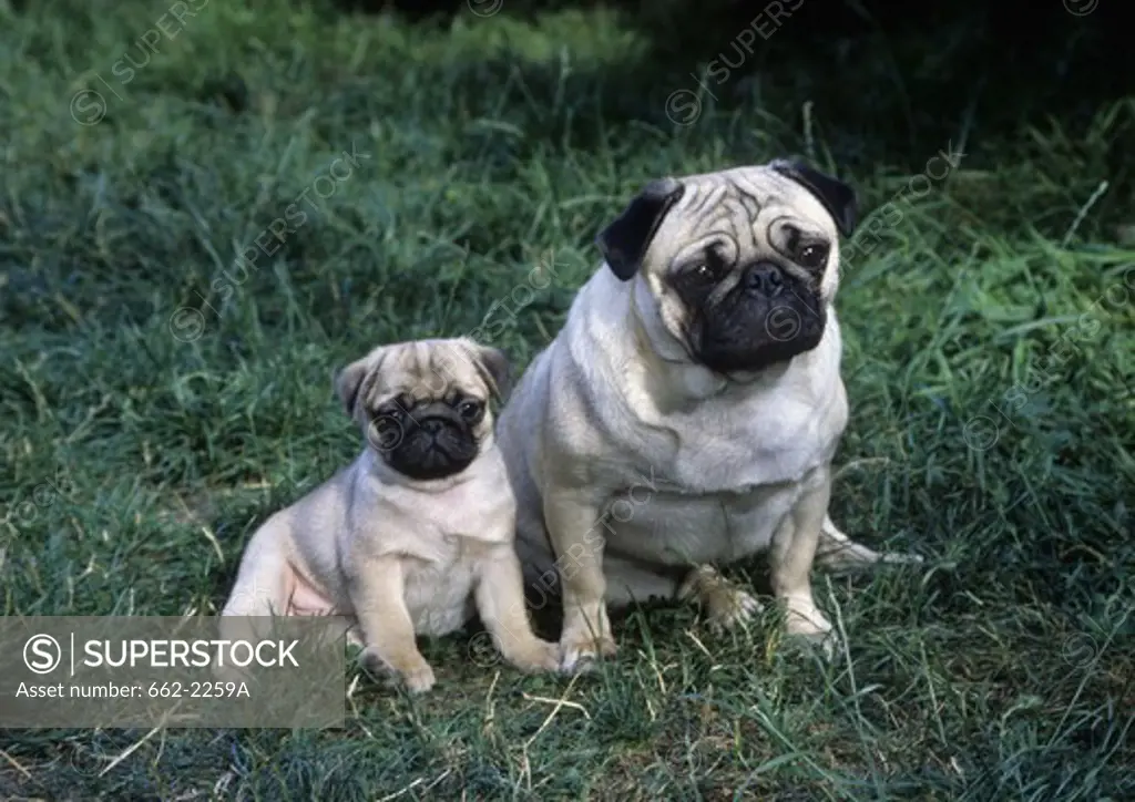 Pug dog with its young in a lawn