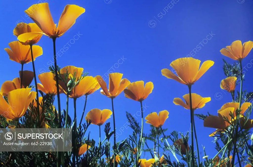 Low angle view of California poppies (Eschscholzia californica) blooming