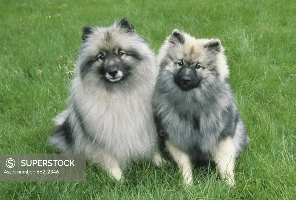 Two Keeshond dogs