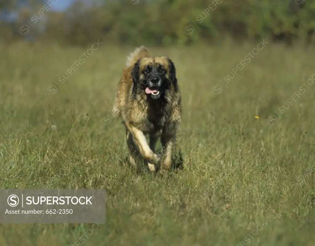 Leonberger in meadow