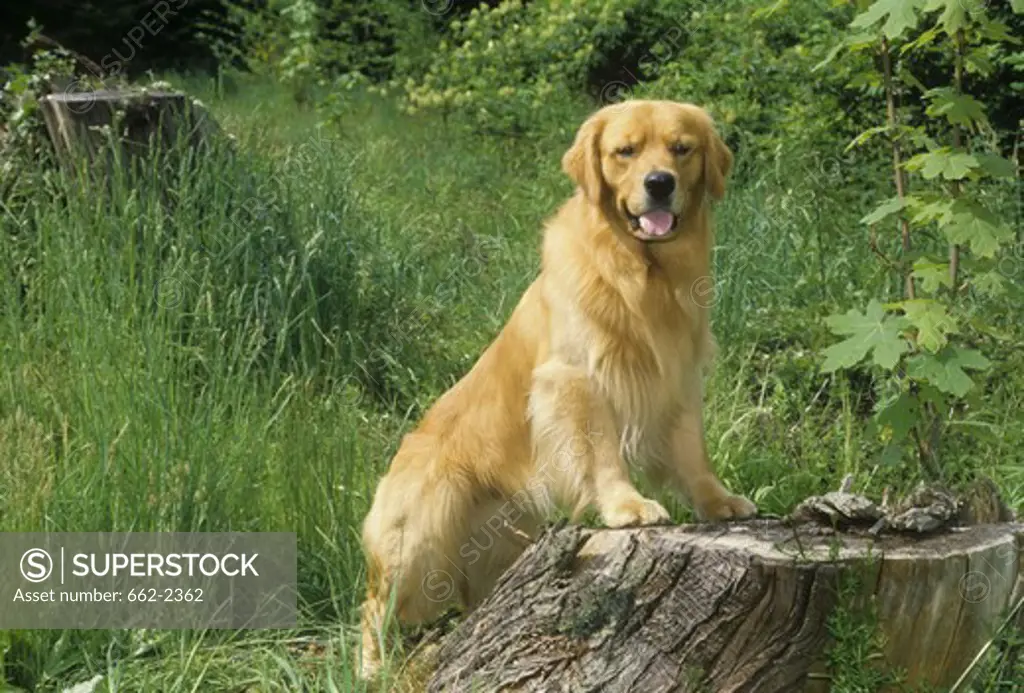 Golden Retriever standing on stump