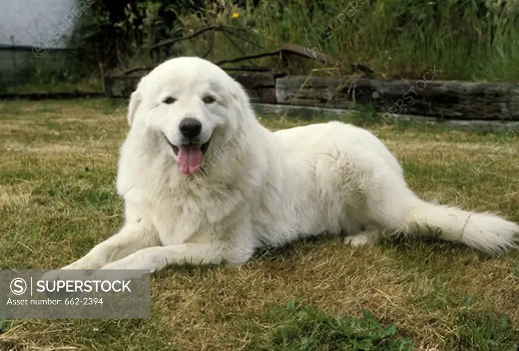 Great Pyrenees lying on grass