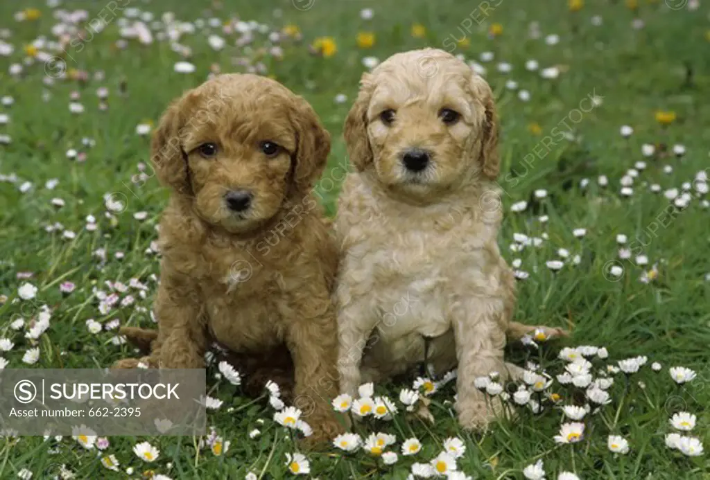 Portrait of Labradoodle puppy pair