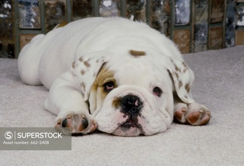 Portrait of English Bulldog pup