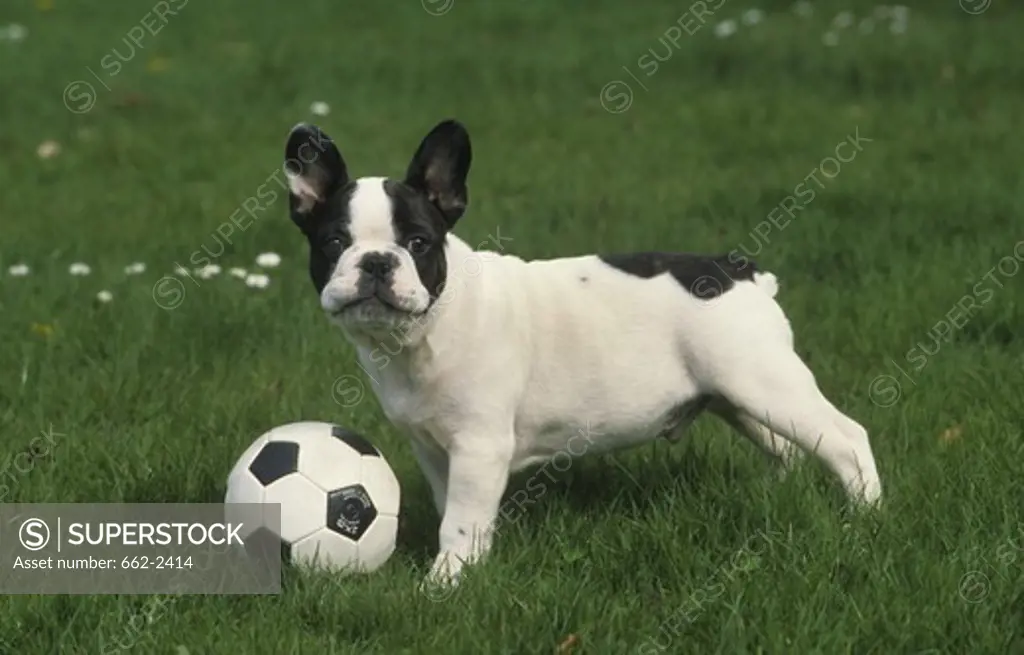 Portrait of French Bulldog with football