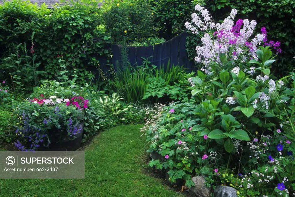 Variety of flowers in domestic garden