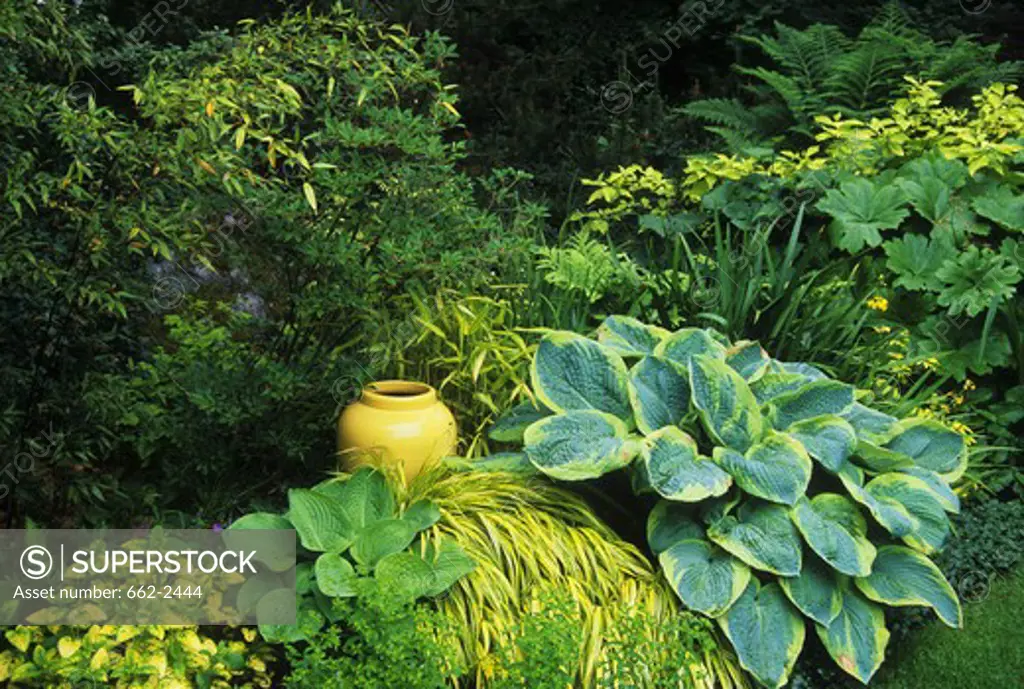 Variety of plants in domestic garden
