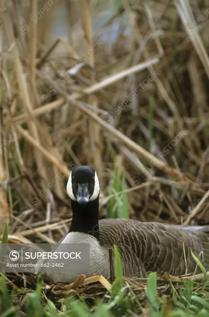 Canada goose (Branta canadensis) on its nest
