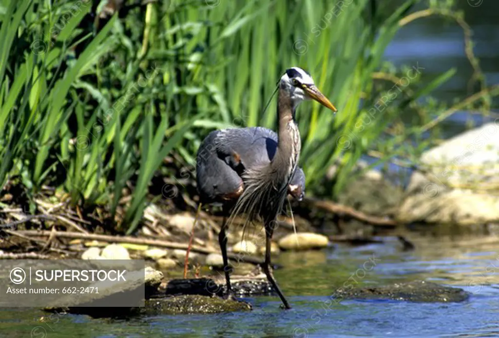 Great Blue Heron wading in a pond