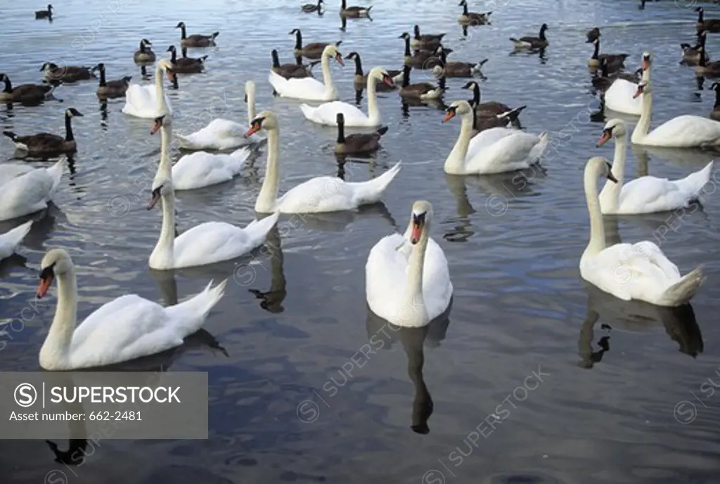 Flock of swans and Canada goose (Branta canadensis) swimming in a lake