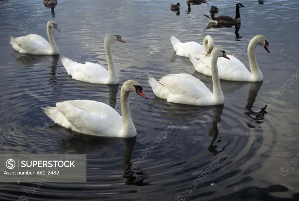 Flock of swans and Canada goose (Branta canadensis) swimming in a lake