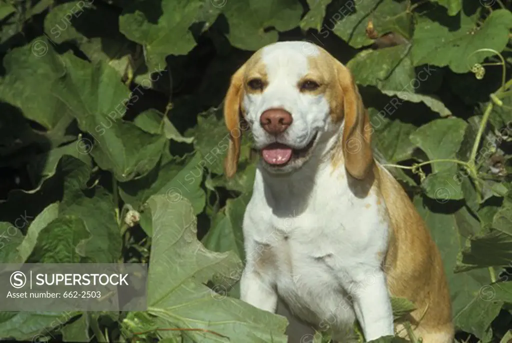 Close-up of a Beagle in a garden