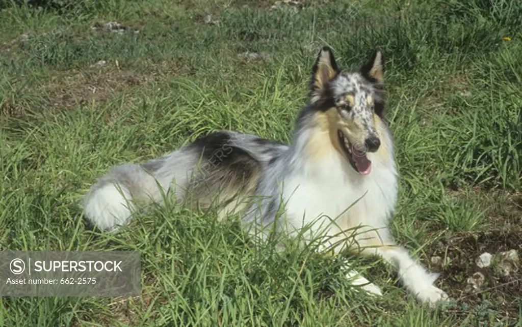 Rough coat collie dog resting in a field