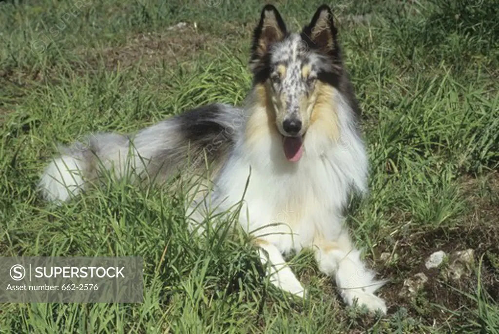 Rough coat collie dog resting in a field