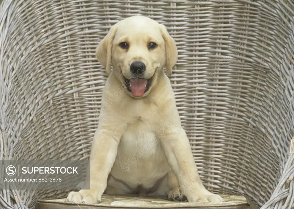 Portrait of Labrador retriever