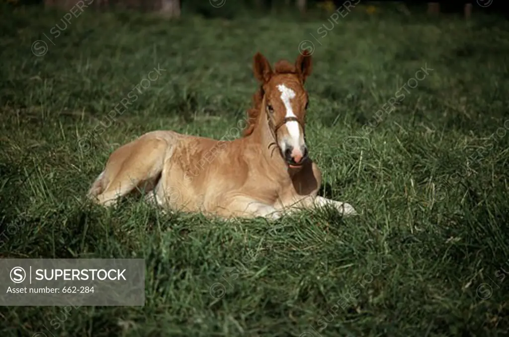 Foal sitting in a field