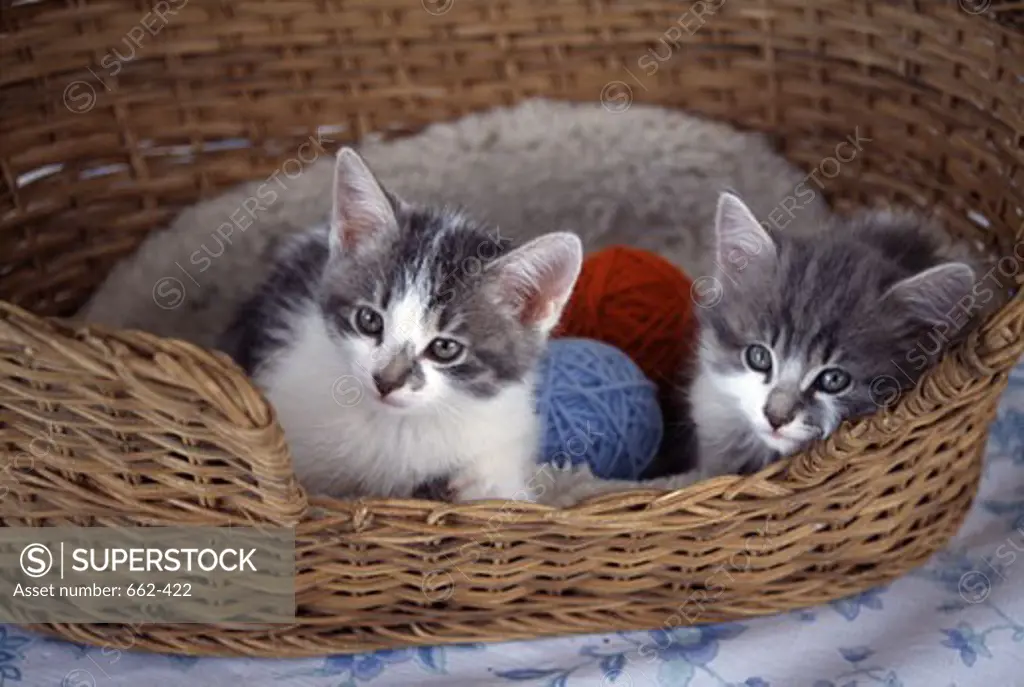 Two kittens in a wicker basket