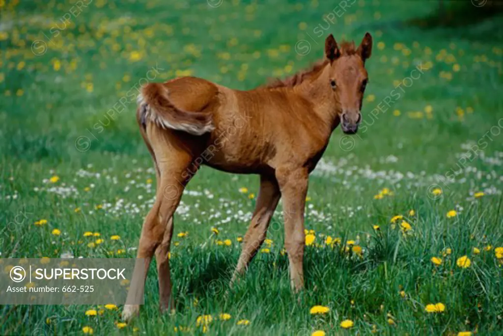 Side view of a foal on a grassy field