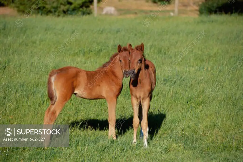 Two foals on a grassy field