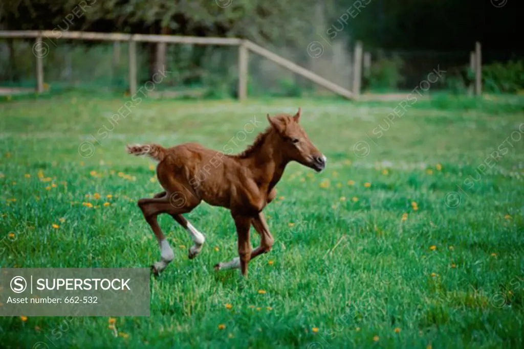 Foal running on a grassy field