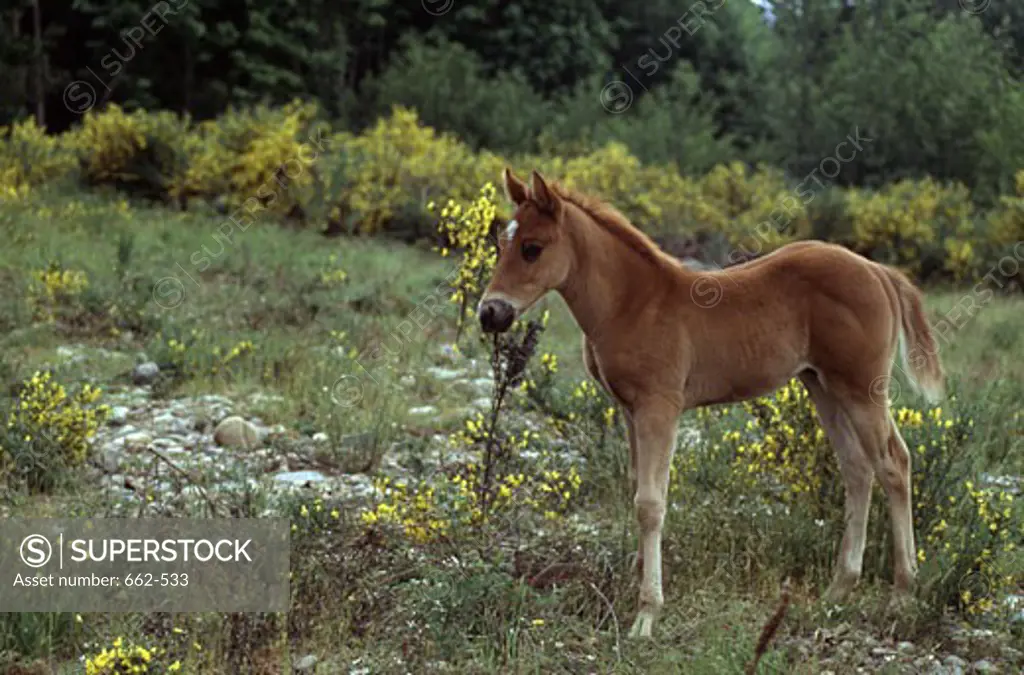 Foal standing in a field