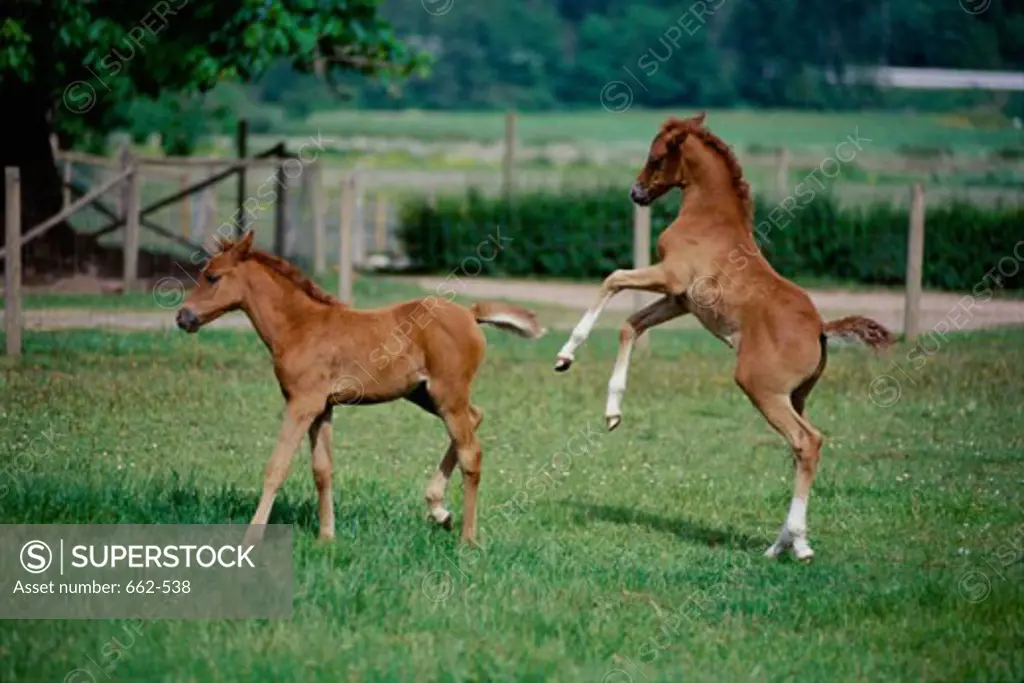 Two foals on a grassy field