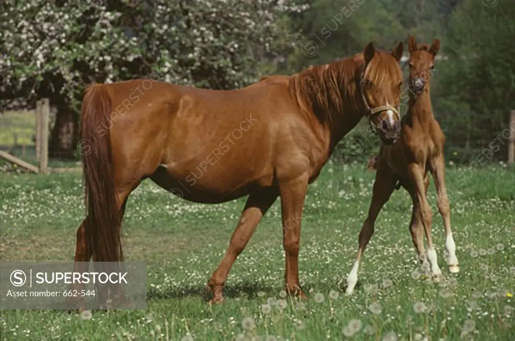 Horse with its foal standing in a farm