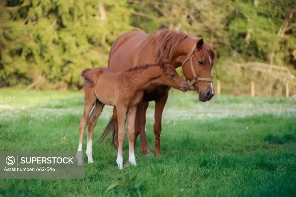 Horse and a foal together on a grassy field