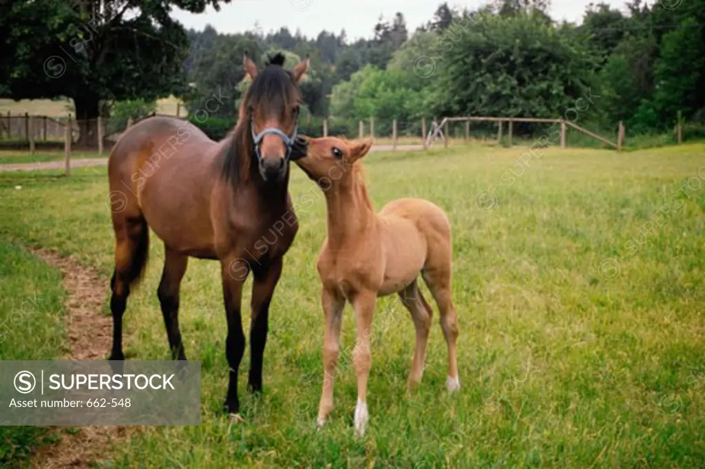 Horse and a foal on a grassy field