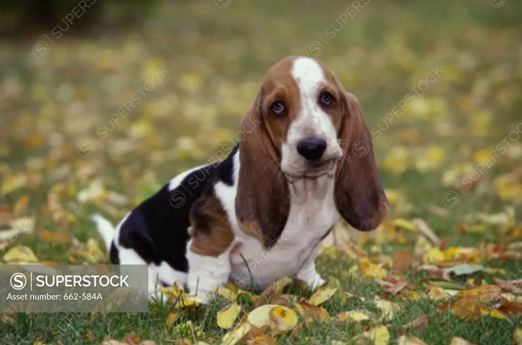 Basset Hound puppy sitting on grass