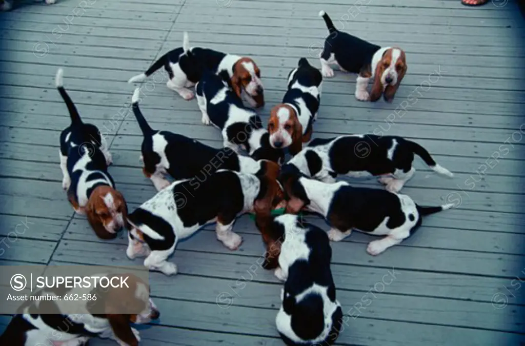 High angle view of Basset Hounds eating from a bowl