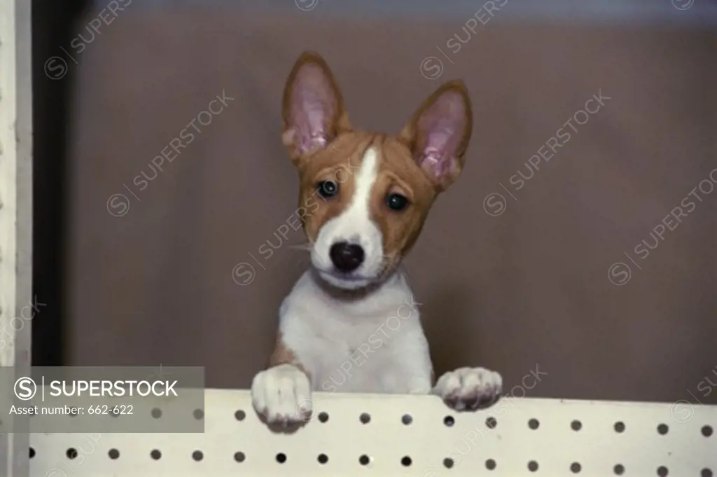 Basenji