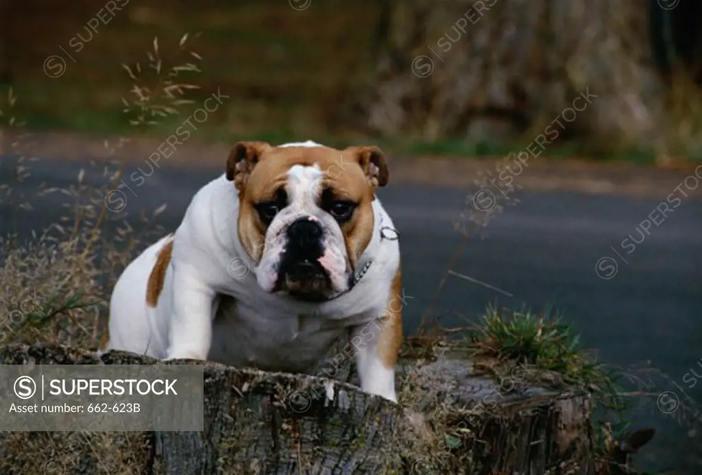 A Bulldog by the side of a road