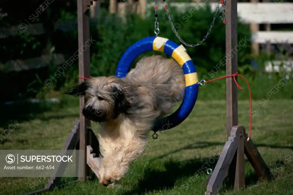 A Briard jumping through a suspended loop