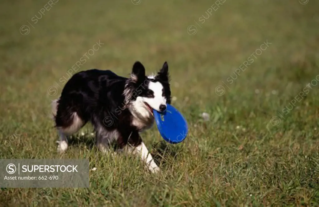 Border Collie holding a Frisbee in its mouth