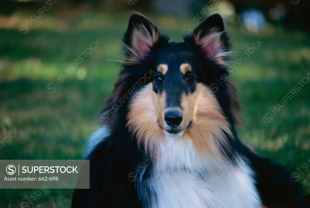 Close-up of a Collie