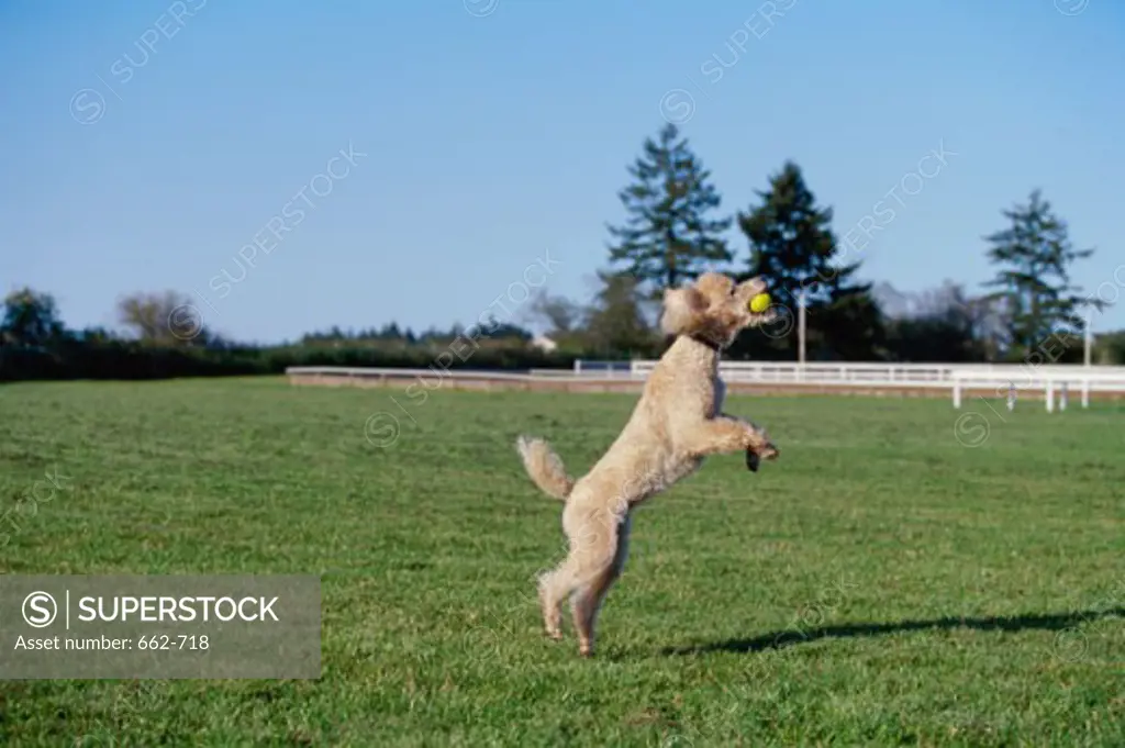 Poodle standing on two legs catching a ball