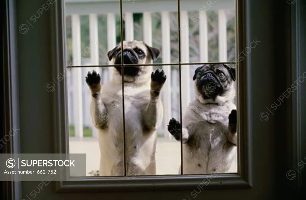 Two Pug dogs looking in through a window