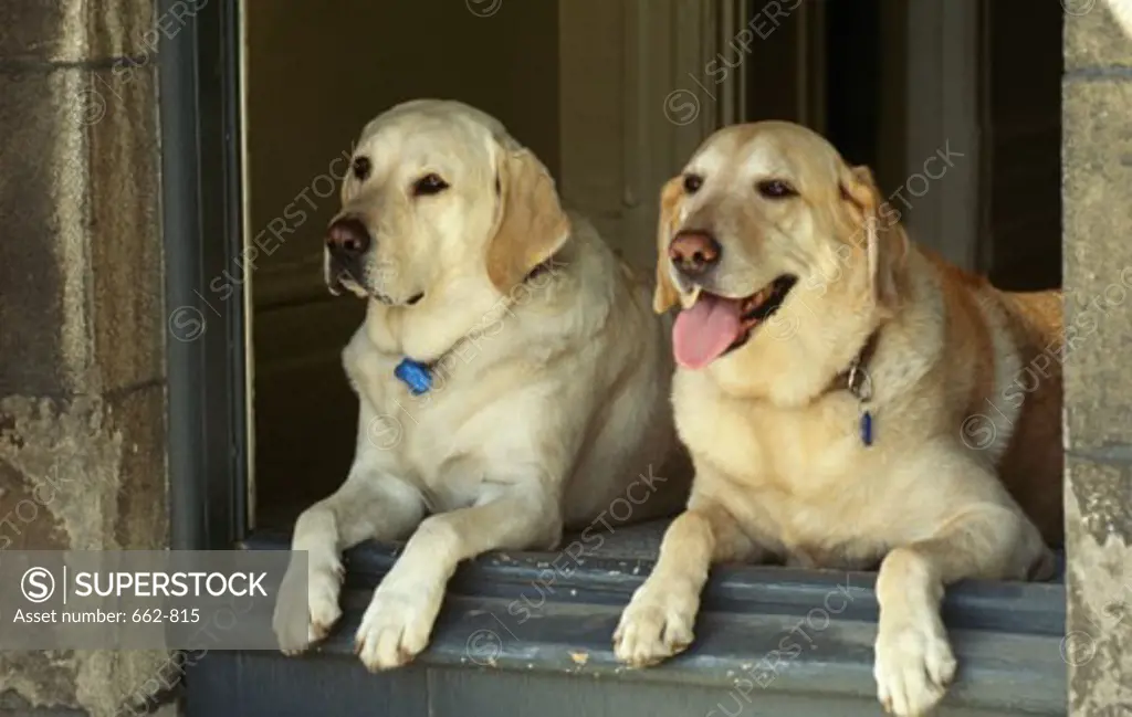 Two Yellow Labrador Retrievers lying in a doorway