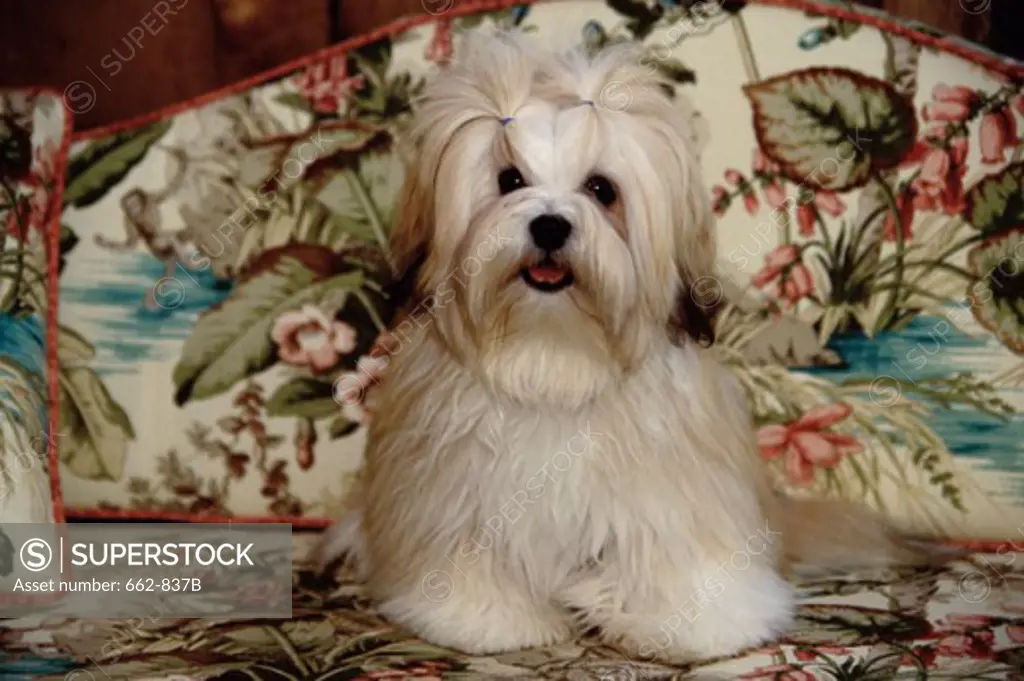 A Lhasa Apso sitting on a couch