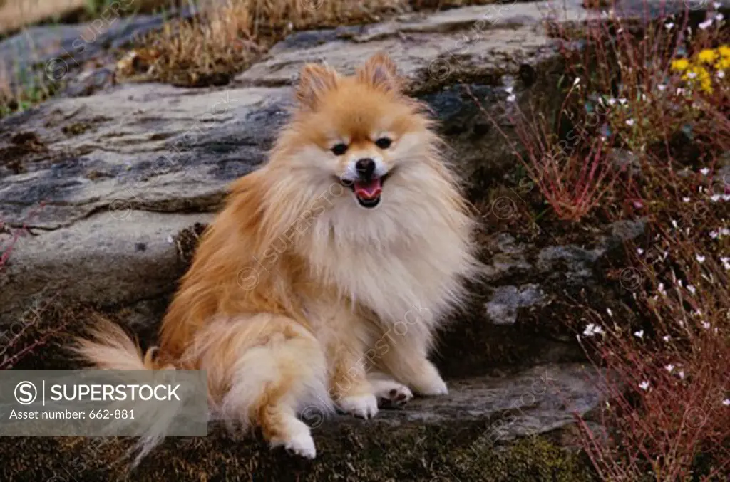 A Pomeranian sitting on a rock
