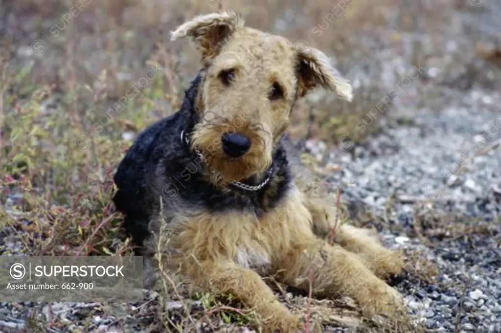 An Airedale Terrier lying down
