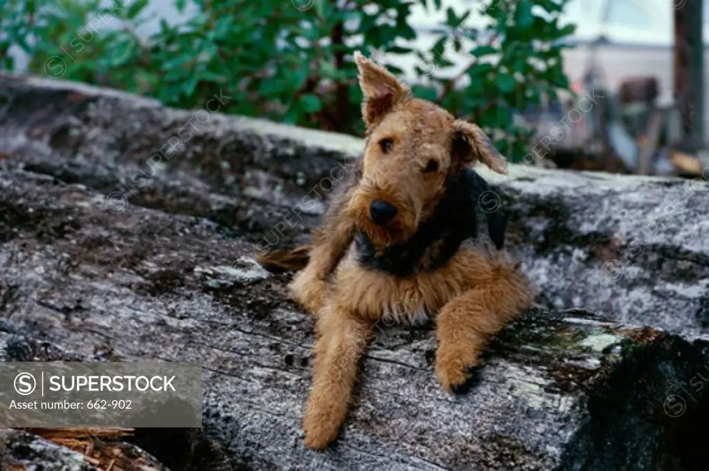 An Airedale Terrier lying on a log of wood