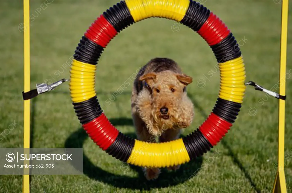 An Airedale Terrier jumping through a suspended hoop