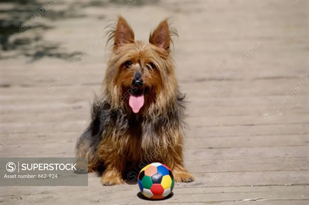 A Silky Terrier sitting in front of a ball