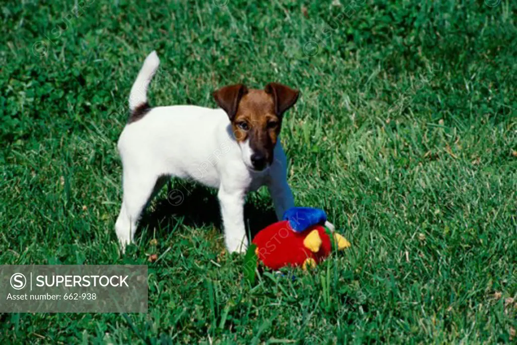 Smooth Coated Fox Terrier