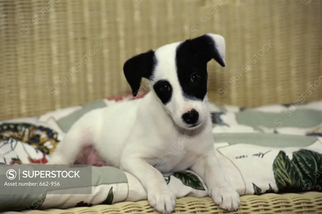 A Jack Russell Terrier sitting on a wicker couch