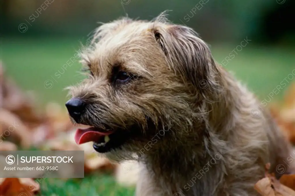 Close-up of a Border Terrier